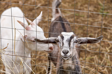 Two young goats closeup behind a fence cage in a corral on the farm of a country house