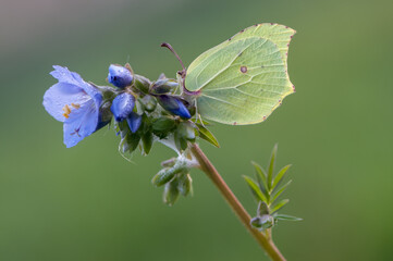 Gonepteryx rhamni is a diurnal butterfly from the Pieridae family on a blue flower.