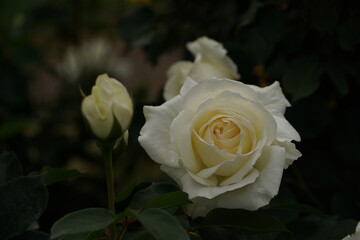 Whit Flower of Rose 'Masayuki' in Full Bloom

