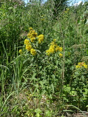 yellow hypericum flowers in nature , herbal medicative plant used in traditional medicine