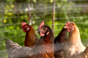 Young chicken head behind a fence cage with chickens on the background in a corral on the farm of a country house
