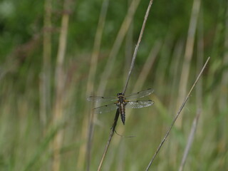 big dragonfly sitting on a branch close to