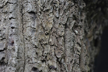 Naklejka premium Tree with bark Beautiful, natural patterns