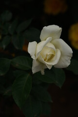 Whit Flower of Rose 'Masayuki' in Full Bloom
