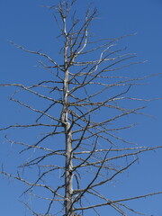trunk of a dried tree against a blue sky, death from the heat in the desert