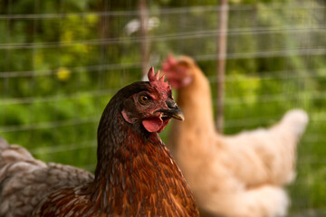 Young chicken head behind a fence cage with chickens on the background in a corral on the farm of a country house