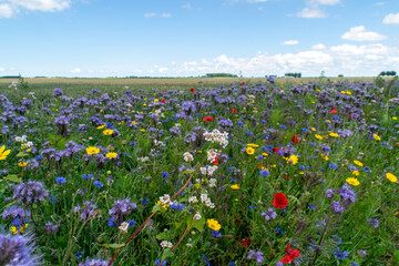 field of wildflowers