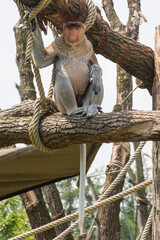 proboscis monkey,