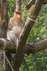 proboscis monkey,