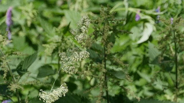 wind borne pollen of a cocksfoot grass source of allergy in humans, slow motion