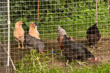 Young chickens behind a fence cage in a corral on the farm of a country house © gillismitch