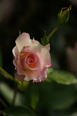 Faint Pink and White Flower of Rose 'Matilda' in Full Bloom
