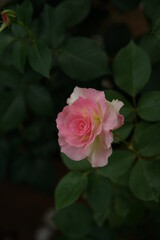Faint Pink and White Flower of Rose 'Matilda' in Full Bloom

