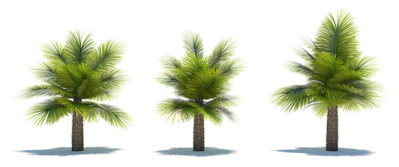 three tropical plants close-up on a white background