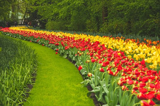 JARDIM DE TULIPAS, HOLANDA