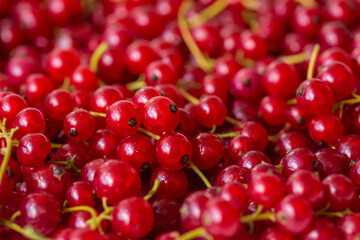 red currant background, close-up 