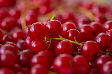 red currant background, close-up 