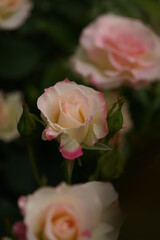 Faint Pink and White Flower of Rose 'Matilda' in Full Bloom
