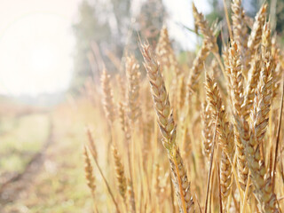 Wheat field. Ears of Golden wheat. Rural Sunny landscapes. Conditions for maturation of wheat ears....