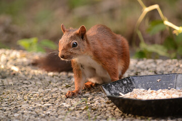 niedliches Eichhörnchen