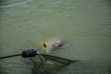 Caught fish in water