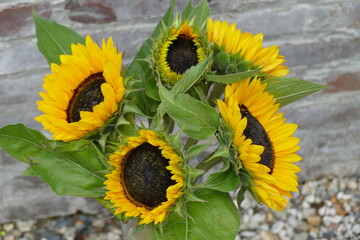 sunflower in a basket