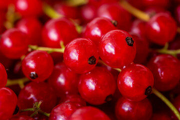 red currant background, close-up 