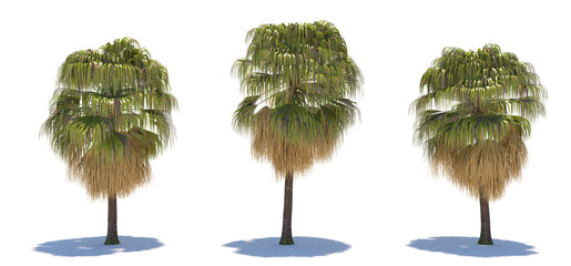 three tropical plants close-up on a white background