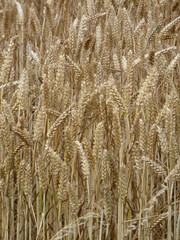 Fototapeta premium ears of wheat