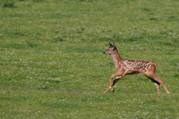 Rothirsch Junges (Cervus elaphus) am rennen, Deutschland, Europa