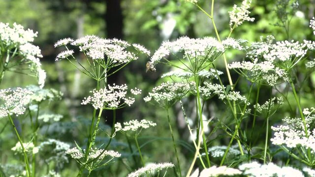Umbrellas of white flowers in the forest.