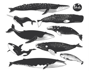 Doodle Cute Marine Animal Whale Species Elements © Leeyenz