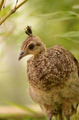 インドクジャク