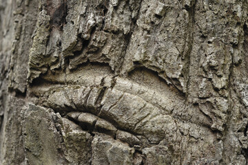 
Tree with bark Beautiful, natural patterns