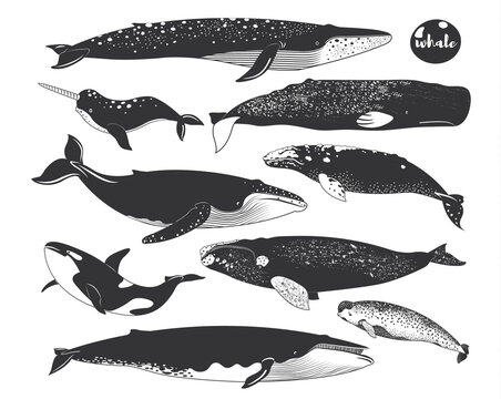 Doodle Cute Marine Animal Whale Species Elements
