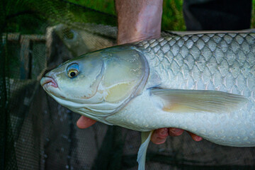 Caught fish 
