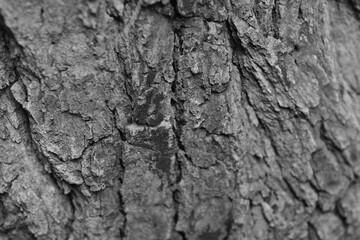 
Tree with bark Beautiful, natural patterns
