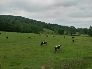 Holstein cow on the mountain in the green grass