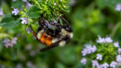 Bumblebee foraging a flower