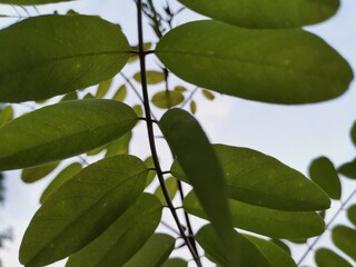 branch of a tree