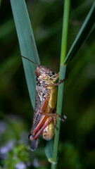 Brown Grasshopper on herbs
