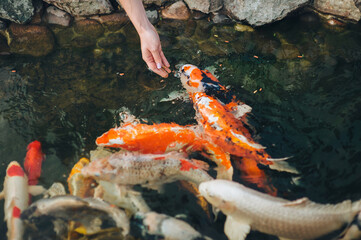 Fototapeta na wymiar Feeding the hungry funny decorative Koi carps in the pond. Women's hand hold food for fish. Animal care concept.
