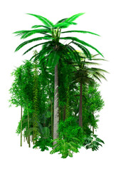3D Rendering Jungle Plants on White