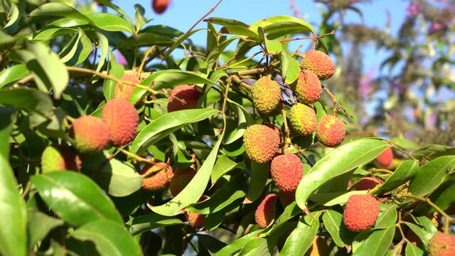 Lychee fruit on the tree ready for picking