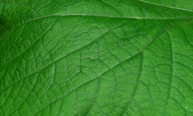 green leaf texture, structure of a leaf background.  