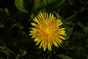 yellow dandelion flower