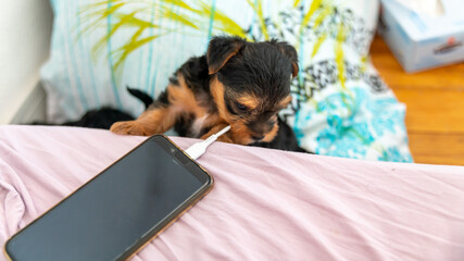 Young puppy playing with the charger of a charging laptop, already a fan of technology