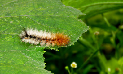 Hairy caterpillar,Garden tiger caterpillar on a leaf.