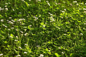 green grass background