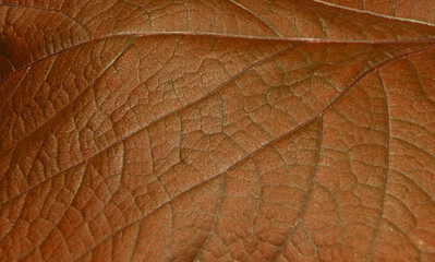 brown leaf texture,structure of a leaf background.